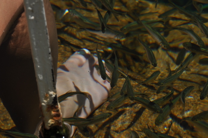 fishes in the pool